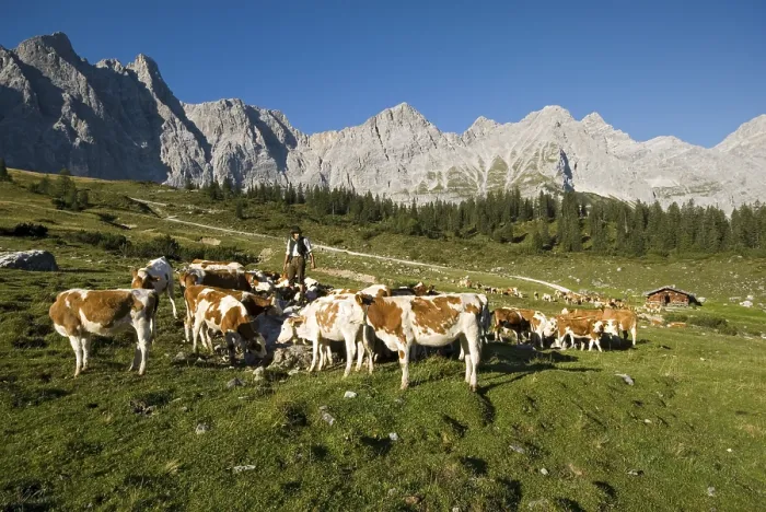 Framed Print : Ladiz-Alm, Ladiz Alpine Pasture