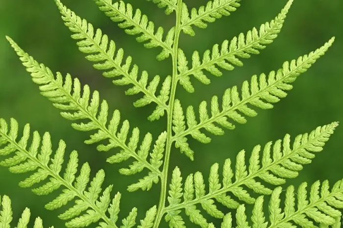 Framed Print : Lady Fern (Athyrium filix-femina)