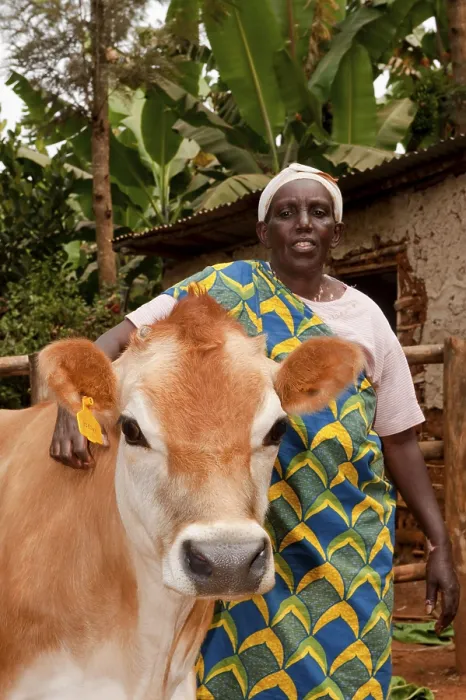 Framed Print : Lady with Jersey cow given to her by the charity Rwanda Framed Print : Lady with Jersey cow given to her by the charity Rwanda