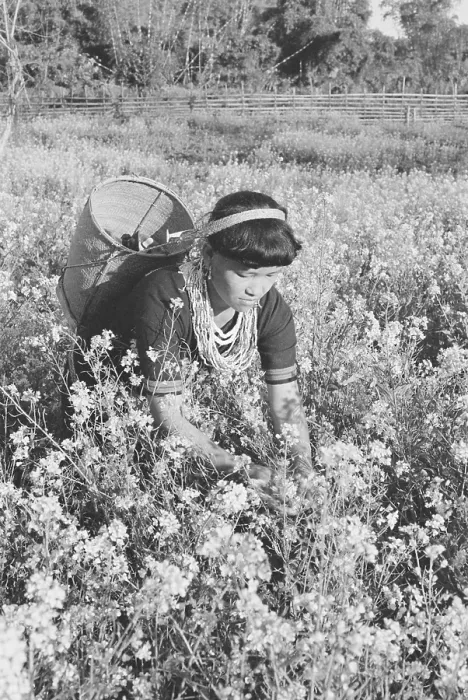 Framed Print : Lady of Mis hmi tribe at work in mus tard field in Lohit dis trict, Arunachal Prades h, India, As ia