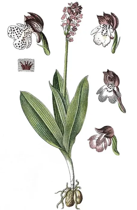 Framed Print : Lady orchid (Orchis purpurea), medicinal plant Framed Print : Lady orchid (Orchis purpurea), medicinal plant
