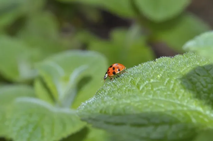 Framed Print : Ladybird, asian lady beetle (Harmonia axyridis)