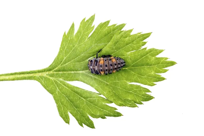 Framed Print : Ladybird larva on green leaf isolated on white background