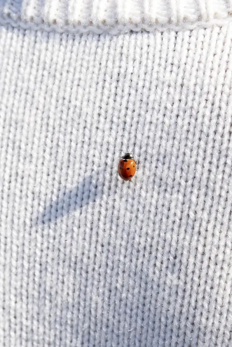 Framed Print : Ladybug on a white knitted jumper, copy space