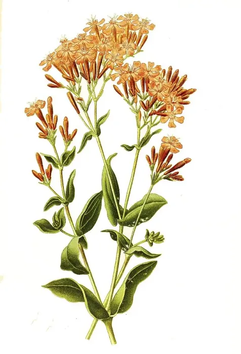 Framed Print : Lady's cushion (armeria), Catchfly