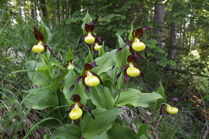 Framed Print : Lady's slipper (Cypripedium calceolus)