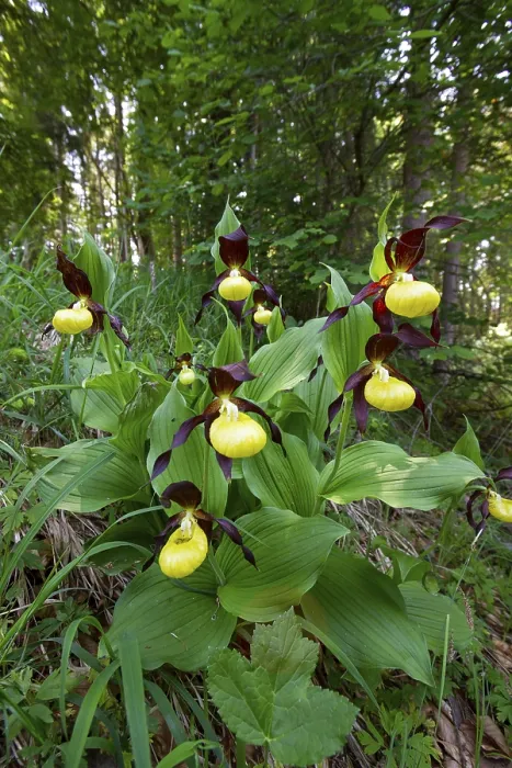 Framed Print : Lady's slipper (Cypripedium calceolus) Framed Print : Lady's slipper (Cypripedium calceolus)