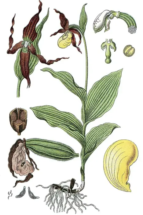 Framed Print : Lady's-slipper Orchid (Cypripedium calceolus)