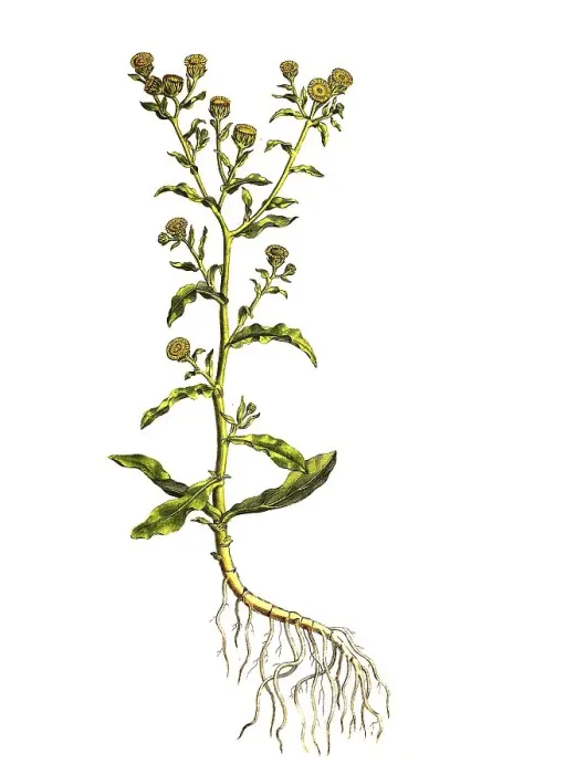 Framed Print : Lady's smock (Pulicaria vulgaris)
