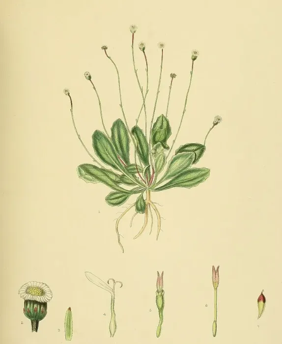 Framed Print : Lagenophora billardieri, native to Southeast Asia