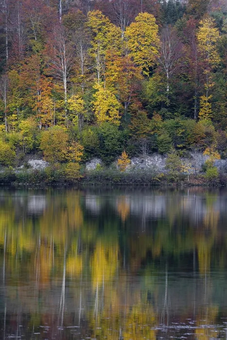Framed Print : Lake Almsee in autumn with a forest reflected in the lake