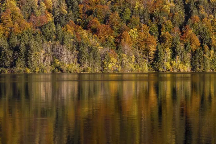 Framed Print : Lake Almsee in autumn with a forest reflected in the lake