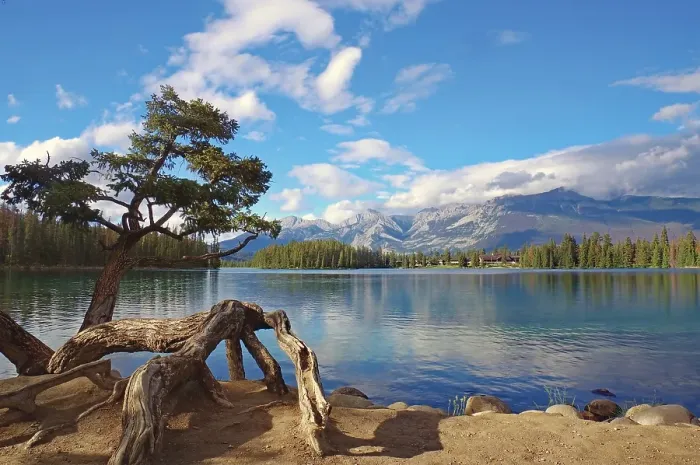 Framed Print : Lake with a crooked tree on the shore Framed Print : Lake with a crooked tree on the shore