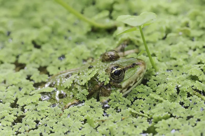 Framed Print : Lake frog (Pelophylax ridibundus)