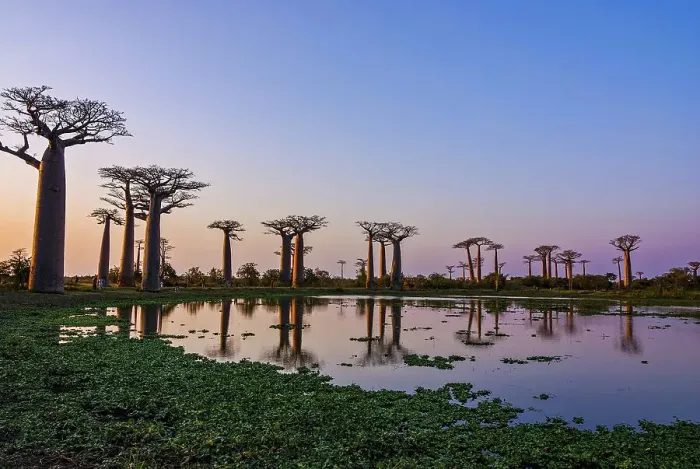 Framed Print : Lake reflecting the Avenue de Baobabs at sunrise Framed Print : Lake reflecting the Avenue de Baobabs at sunrise