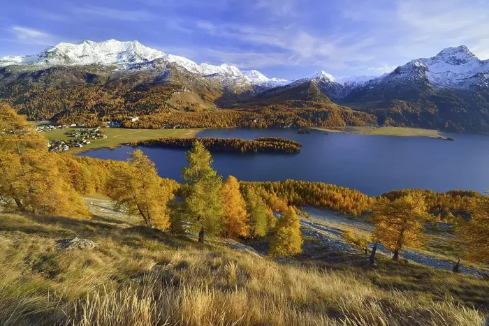 Framed Print : Lake Sils with autumnal larch forest