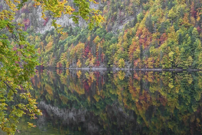 Framed Print : Lake Toplitz, forest in full autumn colors Framed Print : Lake Toplitz, forest in full autumn colors