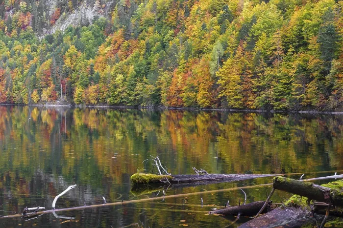 Framed Print : Lake Toplitz, forest in full autumn colors Framed Print : Lake Toplitz, forest in full autumn colors