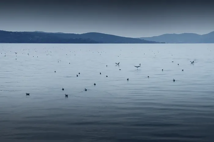 Framed Print : Lake Trasimeno or Lago Trasimeno with seagulls Framed Print : Lake Trasimeno or Lago Trasimeno with seagulls