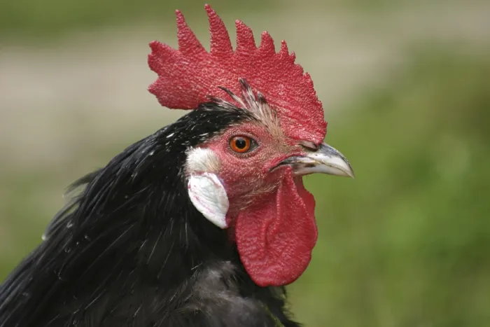 Framed Print : Lakenfelder rooster