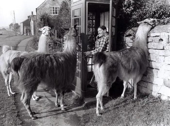 Framed Print : Lamas and woman to telephone booth Framed Print : Lamas and woman to telephone booth