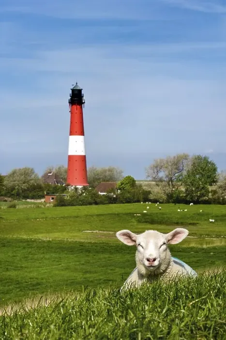 Framed Print : Lamb in front of the lighthouse