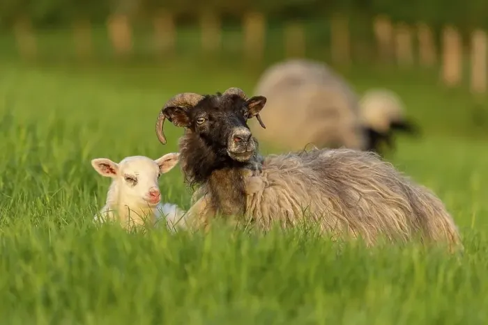 Framed Print : A lamb and a sheep in the grass Framed Print : A lamb and a sheep in the grass