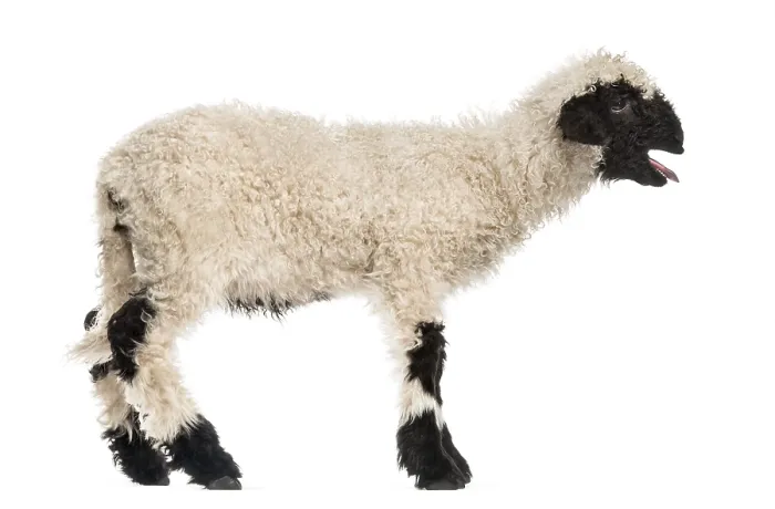 Framed Print : Lamb standing and baaing in front of white background Framed Print : Lamb standing and baaing in front of white background