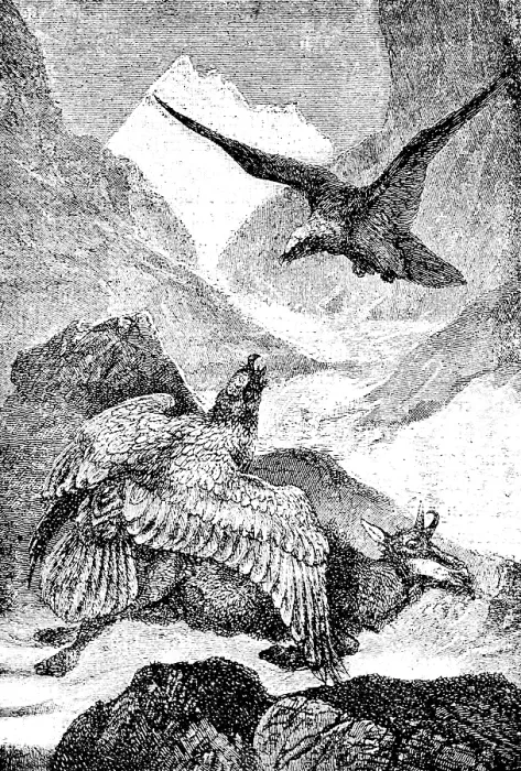Framed Print : Two lamb vultures have cut chamois