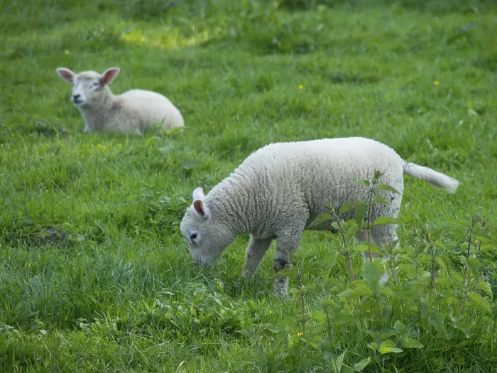Framed Print : Two lambs in green surroundings