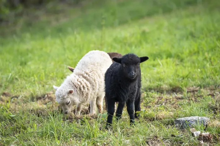 Framed Print : Three lambs are standing in a meadow