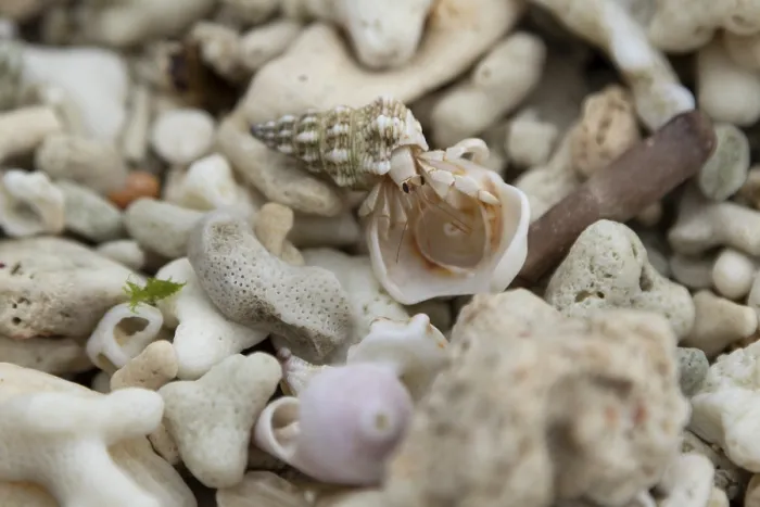 Framed Print : Land hermit crab (Coenobita spec)