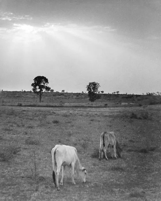 Framed Print : Lands cape with cows grazing grass at suns et, India 1940's