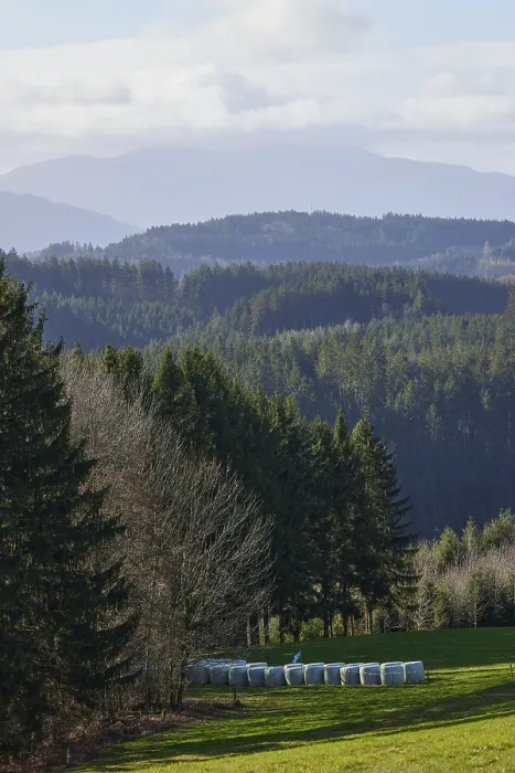 Framed Print : Landscape in the Black Forest with conifers Framed Print : Landscape in the Black Forest with conifers
