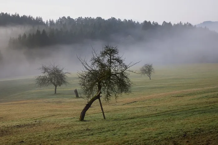 Framed Print : Landscape in the Black Forest in foggy weather with meadow