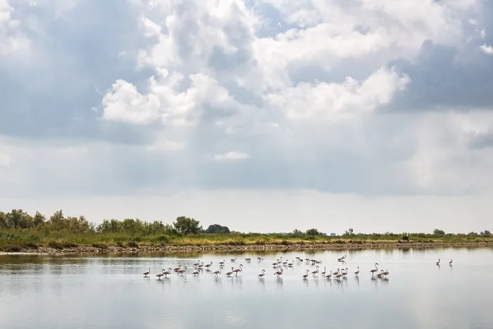 Framed Print : Landscape in the Camargue, South of France