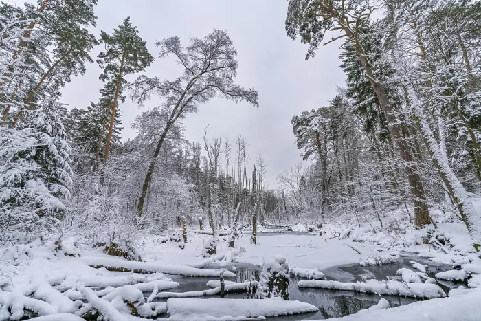 Framed Print : Landscape covered by snow with fallen trees on the Briese river in the forest in winter Framed Print : Landscape covered by snow with fallen trees on the Briese river in the forest in winter