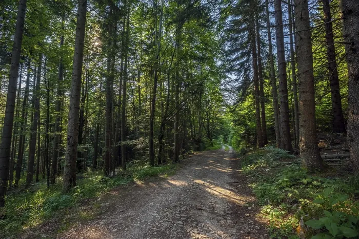 Framed Print : Landscape with dirt road in summer pine forest Framed Print : Landscape with dirt road in summer pine forest