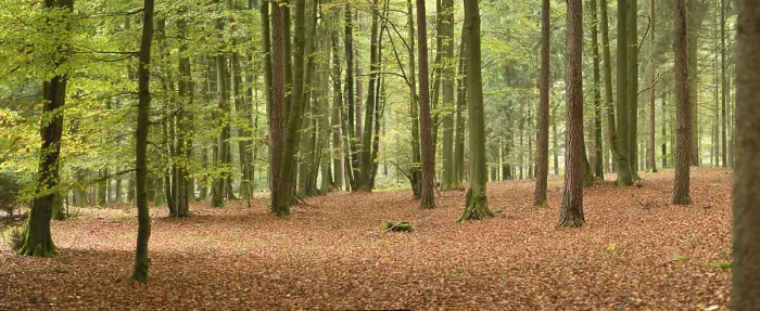 Framed Print : Landscape of a European beech or common beech (Fagus sylvatica) forest in autumn Framed Print : Landscape of a European beech or common beech (Fagus sylvatica) forest in autumn