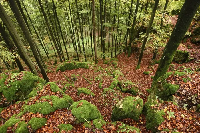 Framed Print : Landscape of a European beech or common beech (Fagus sylvatica) forest in autumn Framed Print : Landscape of a European beech or common beech (Fagus sylvatica) forest in autumn