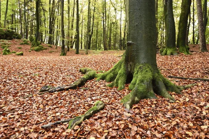 Framed Print : Landscape of a European beech or common beech (Fagus sylvatica) forest in autumn