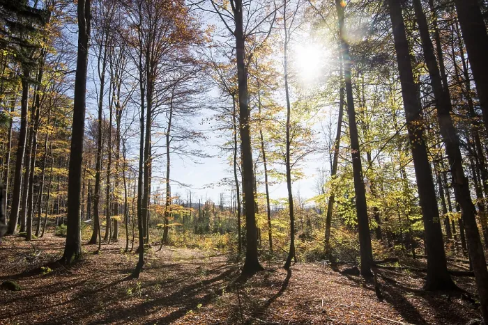Framed Print : Landscape of a European beech or common beech (Fagus sylvatica) forest in autumn in the bavarian forest