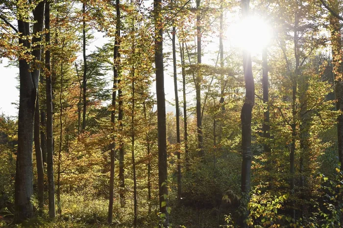 Framed Print : Landscape of a European beech or common beech (Fagus sylvatica) forest in autumn in the bavarian forest