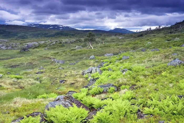 Framed Print : Landscape with ferns, Skarvan and Roltdalen National Park Framed Print : Landscape with ferns, Skarvan and Roltdalen National Park
