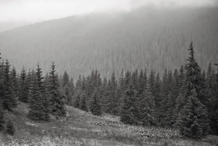 Framed Print : Landscape with fog in mountains and rows of trees