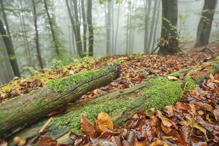 Framed Print : Landscape of a foggy forest in autumn Framed Print : Landscape of a foggy forest in autumn