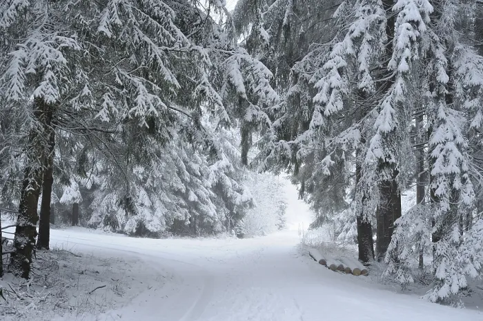 Framed Print : Landscape of a forest with Norway Spruces (Picea abies) in winter Framed Print : Landscape of a forest with Norway Spruces (Picea abies) in winter
