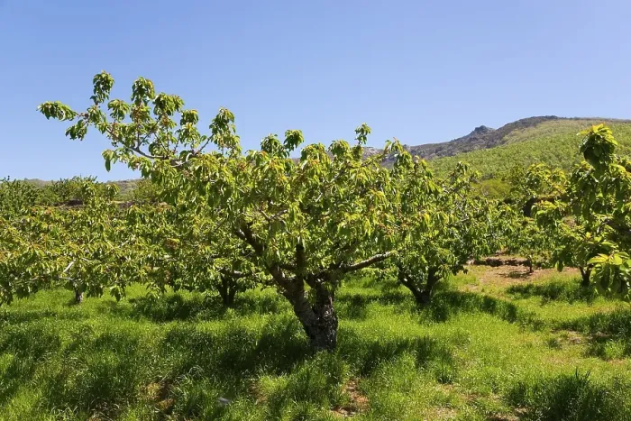 Framed Print : A landscape with green fruit trees in front of a mountain under a clear blue sky Framed Print : A landscape with green fruit trees in front of a mountain under a clear blue sky