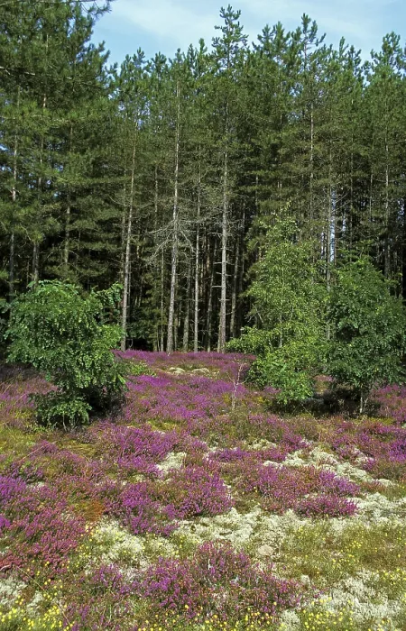 Framed Print : Landscape with Heathers, Sologne in France Framed Print : Landscape with Heathers, Sologne in France