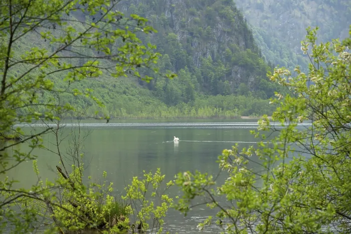 Framed Print : Landscape of Lake Almsee on a rainy day in spring